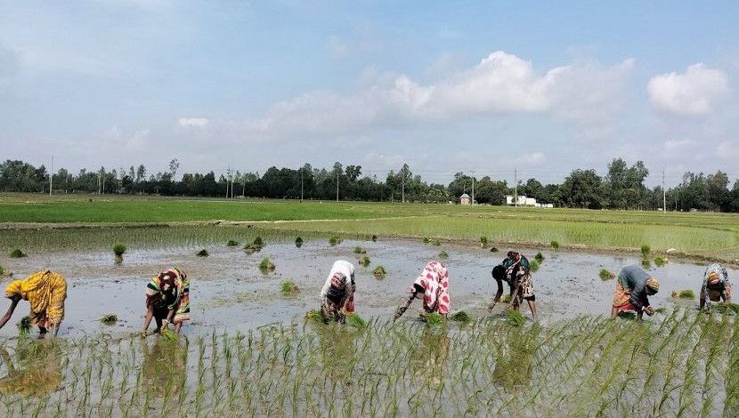 ধানের চারা রোপণে ব্যস্ত সময় পার করছেন নারী শ্রমিকেরা।