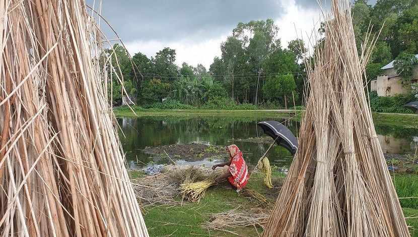 সোনালী আঁশ খ্যাত গ্রামবাংলার ঐতিহ্য পাট হারিয়ে যেতে বসেছে। হবিগঞ্জ জেলার লাখাইয়ের প্রত্যন্ত গ্রাম কাশেমপুরের এক পাটচাষী মহিলা গাছ থেকে পাট বের করছেন। ছবি: আতাউর রহমান।