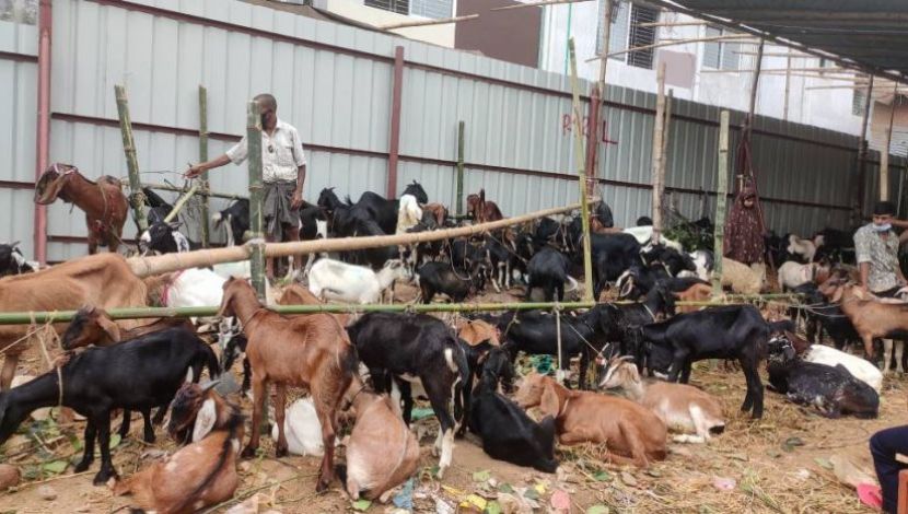 কোরবানি উপলক্ষে  রাজধানীর বিভিন্ন এলাকায় বসেছে  গরু -ছাগলের হাট , স্থান- নাখাল পাড়া রেলগেট ( ছবি . সুলতানা আক্তার )