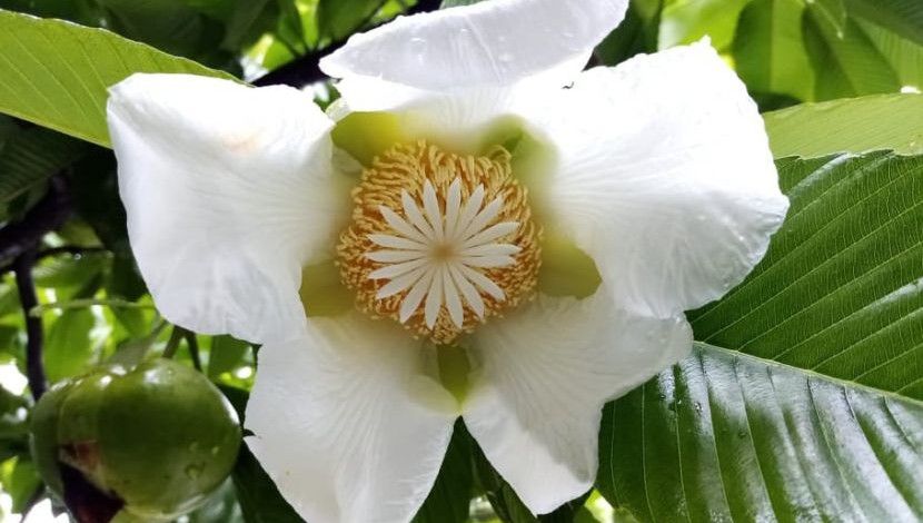 বৃষ্টি ভেজা চালতা ফুল...! ছবি-মেহেদী হাসান রাজু, সাভার