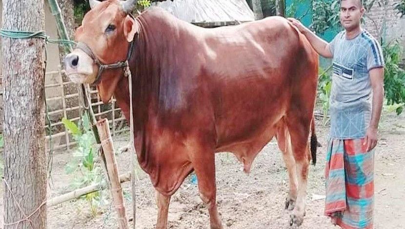 পদ্মা সেতু করায় প্রধানমন্ত্রী শেখ হাসিনাকে উপহার দেয়ার জন্য ‘স্বপ্নরাজ শান্ত’ নামের ষাঁড়টি লালন-পালন করেন সাইফুর রহমান সাইফ। ছবিটি যশোরের।