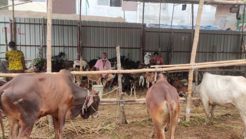 গরু ছাগলের হাট । নাখাল পাড়া রেলগেট ( ছবি. সুলতানা আক্তার )