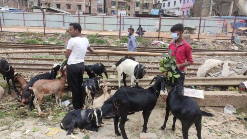 বিক্রির আগে বেশি করে খাওয়ানো হচ্ছে কাঁঠাল পাতা . নাখাল পাড়া রেলগেট ( ছবি. সুলতানা আক্তার)