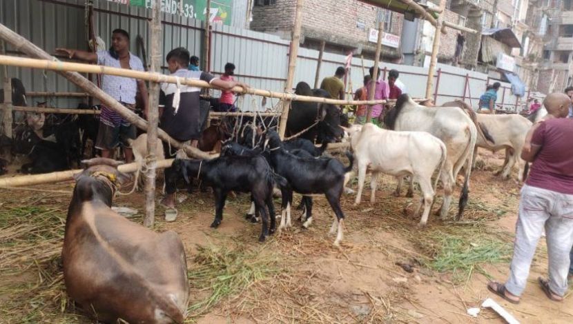 চলছে পুরো দমে গরু ছাগলের বেচাকেনা  -স্থান. নাখাল পাড়া রেলগেট ( ছবি. সুলতানা আক্তার)