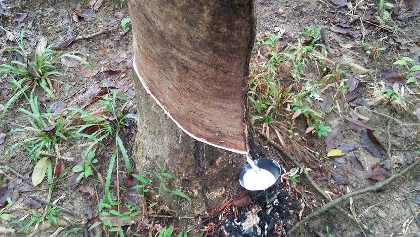 গাছ থেকে সংগ্রহ করা হচ্ছে তরল রাবার। ছবি-মেহেদি হাসান রাজু, স্থান- লামা