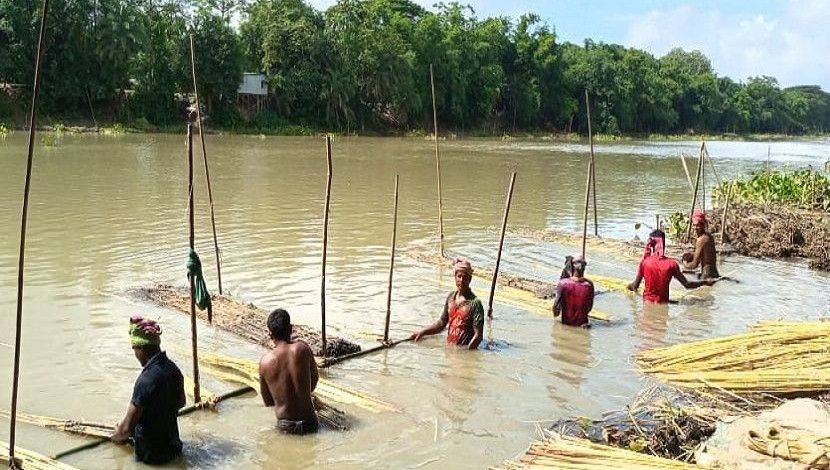 পাটগাছ থেকে পাট আলাদা করছেন শ্রমিকরা। ছবিটি ফরিদপুর থেকে তুলেছেন সাংবাদিক নাসির হোসেন।