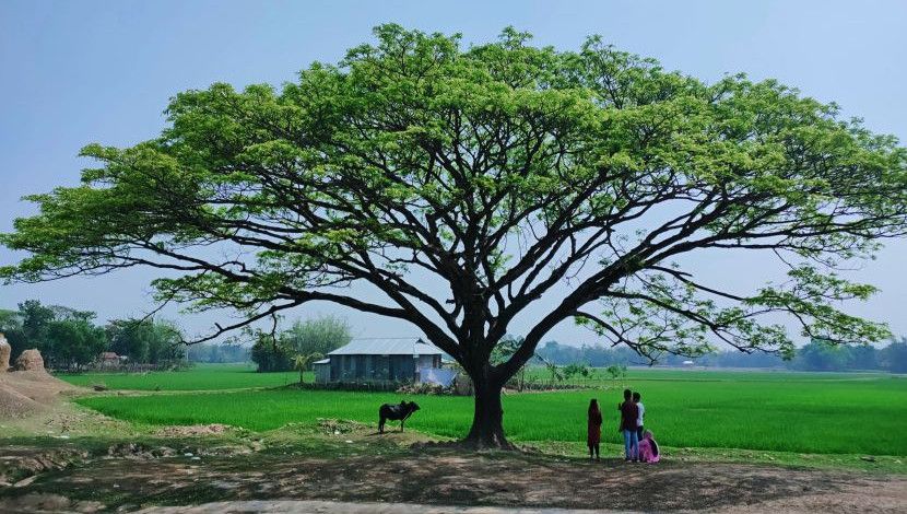 খানিক জিরিয়ে নিন গাছের ছায়ায়!  ছবি- নোমান,  স্থান- দূর্গাপুর নেত্রকোনা