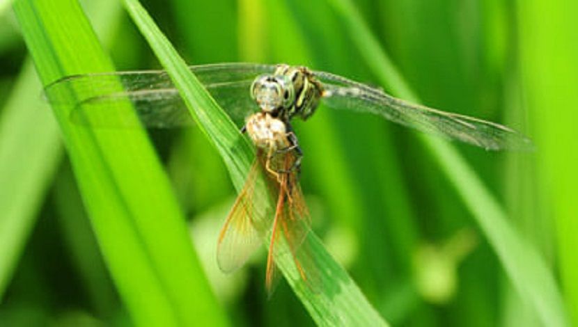 কথায় আছে, কাক কাকের মাংস খায় না। তবে ফড়িং ফড়িংকে খায়। ধানের পাতায় বসে নিজের জাতি ভাইকে ভক্ষণ করছে এক রাক্ষস ফড়িং। ছবি : আজাহার উদ্দিন, রাজশাহী।