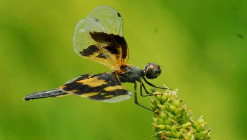 ধানের শীষে ব্যস্ত সময় পার করছে ফড়িং। ছবি : আজহার উদ্দিন, রাজশাহী।