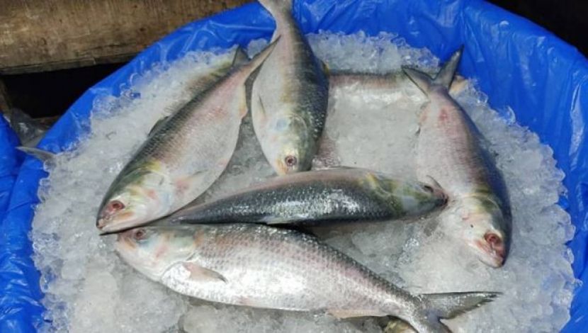 ইলিশের বাজারে আগুন - ছবি : জাহিদ রাকিব