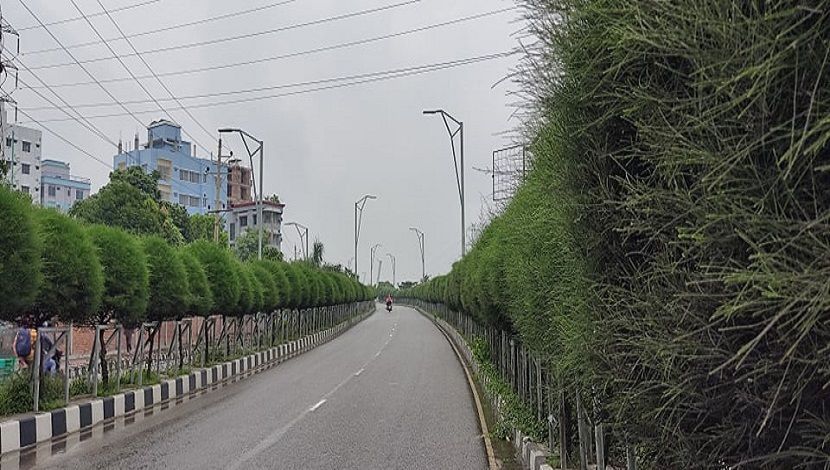 সারি সারি ঝাউ গাছে ছেয়ে গেছে হাতিঝিলের সড়ক