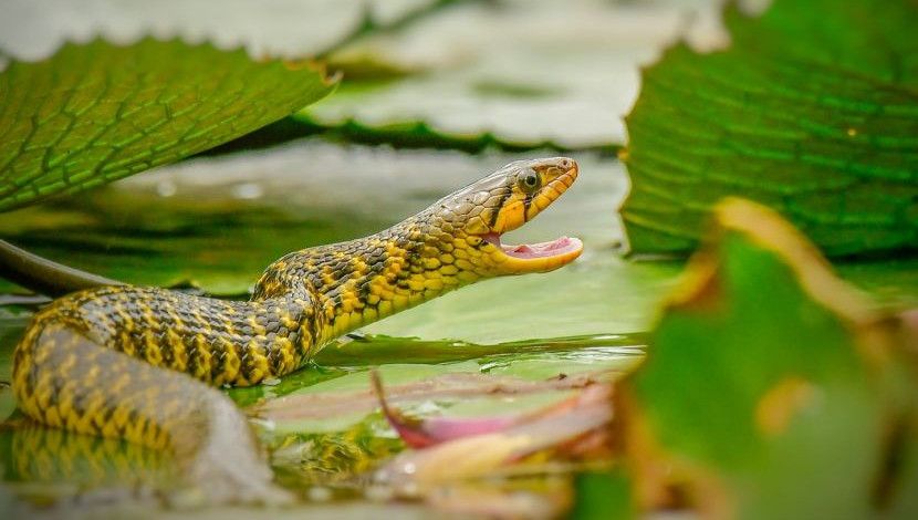 ভয়ংকর সুন্দর! ছবি-পুস্প, ঢাকা