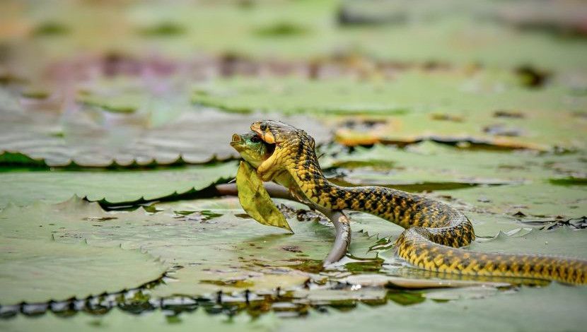 আহার আয়োজন চলছে...! ছবি- পুস্প