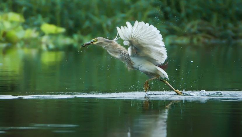 বকের মাছ শিকার। ছবি- ফারুখ আহমেদ, পাবনা