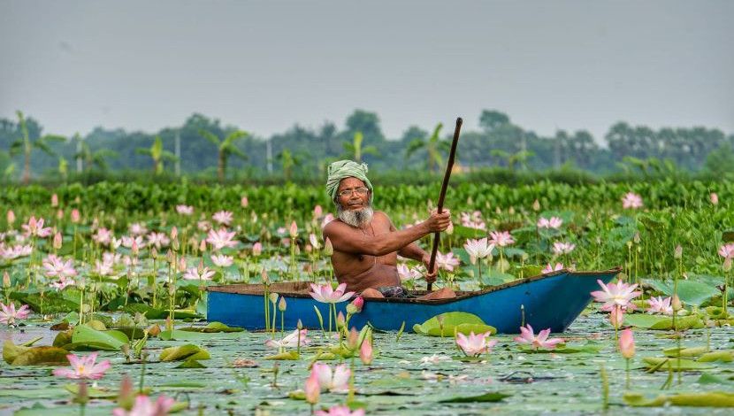 পদ্ম পুকুরের রাজা। ছবি- সাকিব ফারহান