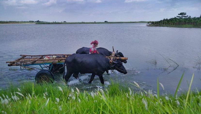 ওকি গাড়িয়াল ভাই, হাঁকাও গাড়ী তুই চিলমারির বন্দরে--- বিখ্যাত এ
গান এখনো কোন সাংস্কৃতিক অনুষ্ঠানে শোনা গেলে
হৃদয়ে ভেসে উঠে গরু-মহিষের গাড়ী হাঁকিয়ে যাওয়ার
দৃশ্য। ছবি- আলিফ,