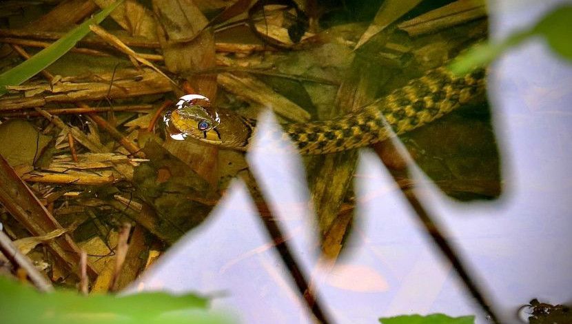 হ্যালো...! কি খবর? ছবি-পারভেজ খান