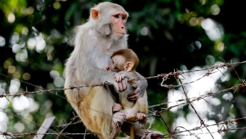 কোভিড-১৯-এর কারণে স্থবির পুরো বিশ্ব। বাংলাদেশেও সবকিছু চলছে সীমিত পরিসরে। মানুষ আর আগের খাবার দিচ্ছে না নগরীর ভাসমান প্রাণীদের। যার ফলে অভুক্ত প্রাণীগুলো খাদ্যের সন্ধানে বন-জঙ্গল ছেড়ে রাস্তার পাশে নেমে এসেছে। ডিওএইচএস, মহাখালী, ছবি: হাসান রাজা