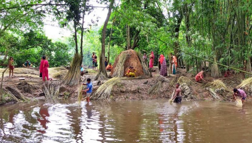 পাট কাটা, জাগ দেওয়া, পাট কাঠি থেকে আঁশ ছাড়ানো ও শুকানোর কাজে ব্যস্ত সময় পার করছেন চাষিরা। ব্রাহ্মণপাড়া, কুমিল্লা।