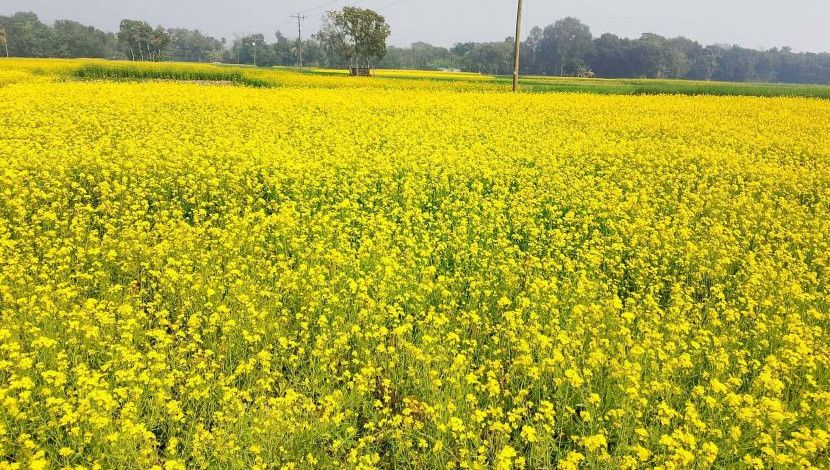 সরিষা ফুল