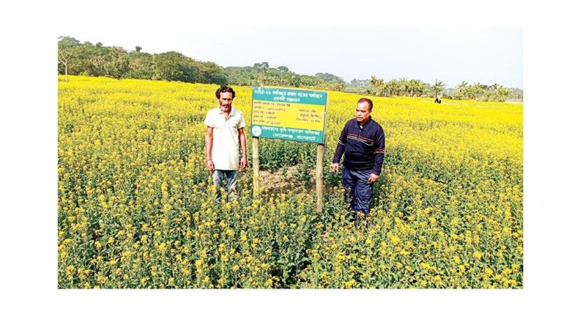 সরিষা চাষ