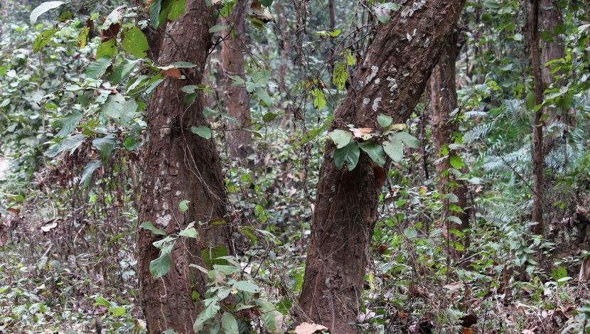 কাদিগড় জাতীয় উদ্যান ৫