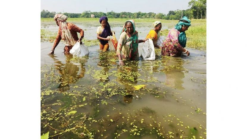 শামুক কুঁড়িয়ে জীবন চলা২