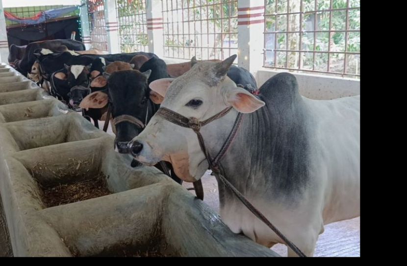 শখের বসে গরু পালন , ১টি থেকে এখন খামারে ৬৪টি গরু ,আছে ‘ডোনাল্ট ট্রাম্প’