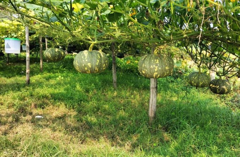 বাগেরহাটে লবণাক্ত জমিতে মিষ্টি কুমড়ার বাম্পার ফলন