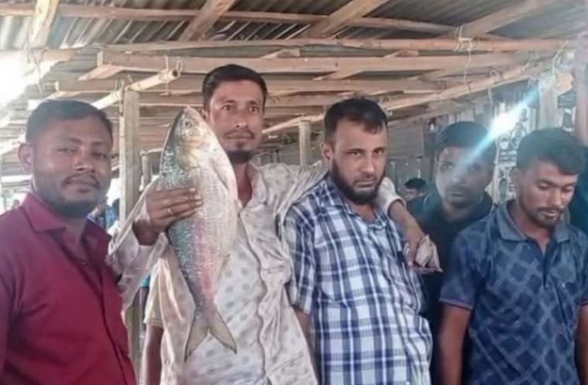 কমলনগরে জেলের জালে আড়াই কেজির ইলিশ, ৯ হাজারে বিক্রি