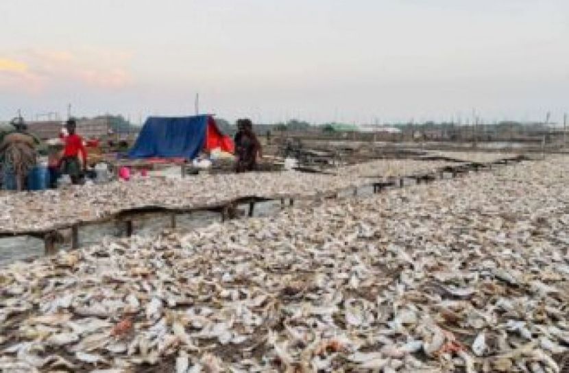 মৌসুমের শুরুতেই মাছের জোয়ার, দুবলারচরে উৎসবমুখর শুঁটকি পল্লী