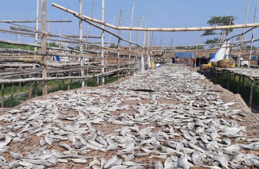 মৌসুমের শুরুতেই মাছের জোয়ার, দুবলারচরে উৎসবমুখর শুঁটকি পল্লী