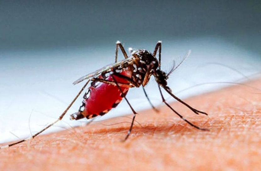 ডেঙ্গুতে আক্রান্ত হয়ে হাসপাতালে ভর্তি ১১৭৯, মৃত্যু ২ 