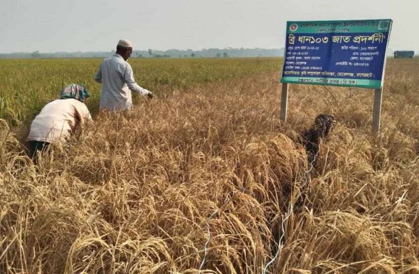 মোরেলগঞ্জে সোনালি ধানের শীষে কৃষকদের স্বপ্ন ঝলমল করছে