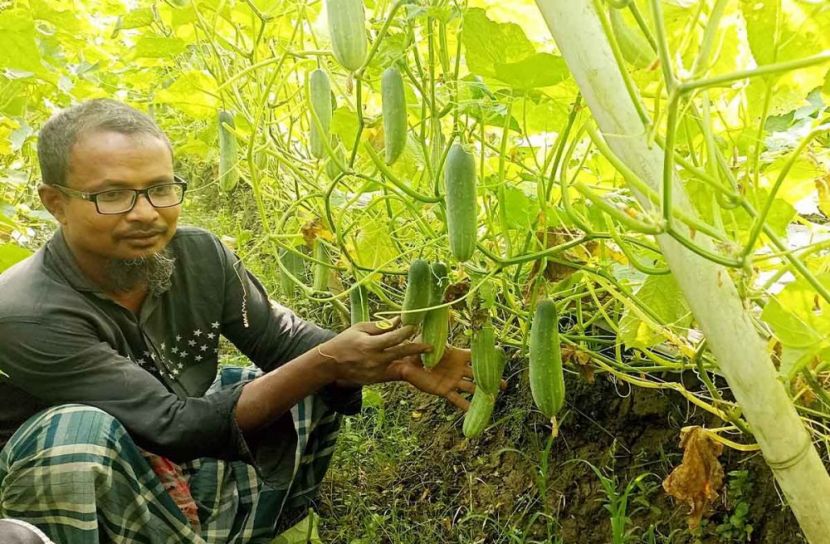 মালচিং পদ্ধতিতে জাদু শসার চাষ, লাখপতি পারভেজ
