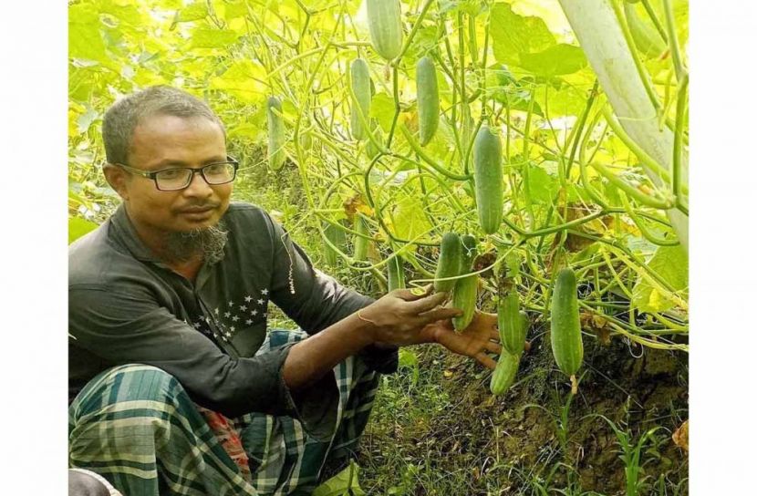 মালচিং পদ্ধতিতে জাদু শসার চাষ, লাখপতি পারভেজ