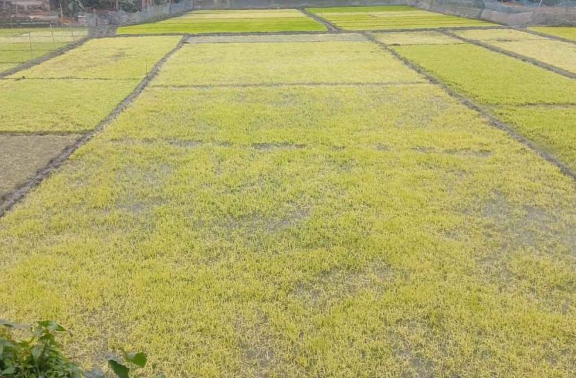 ছবি: সান নিউজ