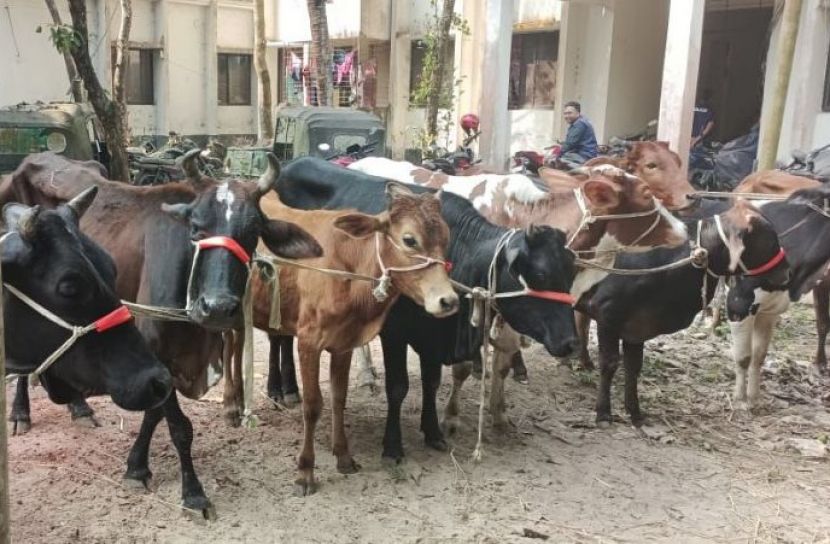 সোনাগাজীতে চুরি হওয়া ১১টি গরু উদ্ধার, চোরচক্রের সদস্য আটক