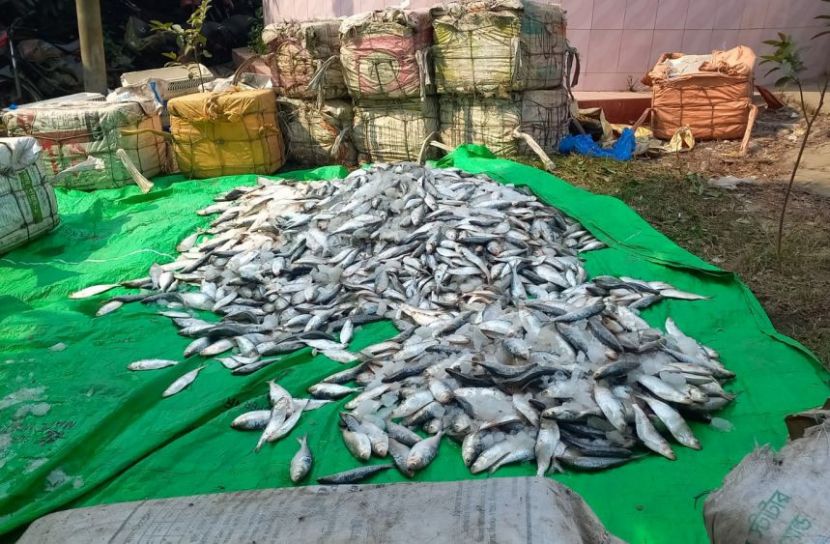 নোয়াখালীতে ২৫০০ কেজি জব্দকৃত জাটকা এতিমখানায় বিতরণ