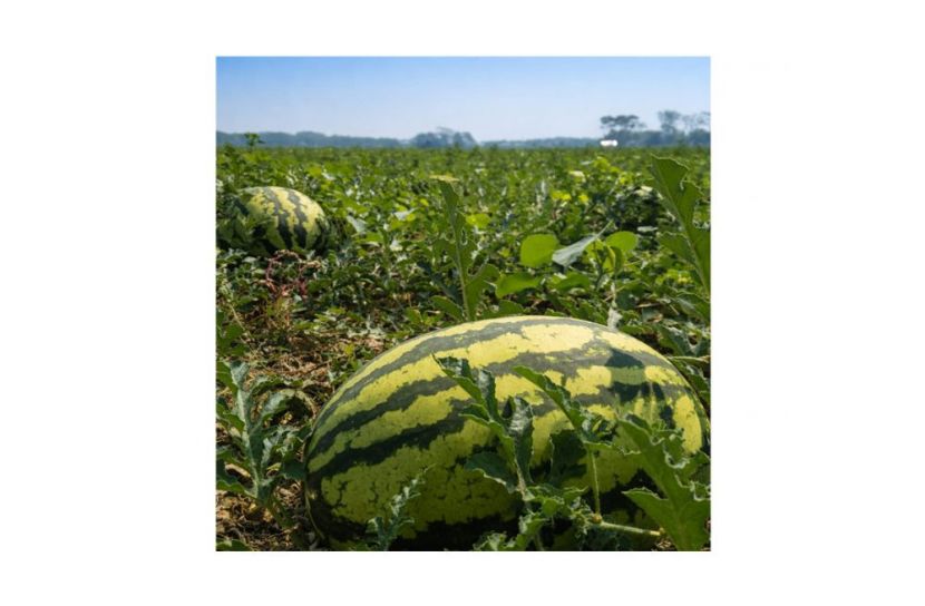 ন্যায্য মূল্য  পাচ্ছেননা তরমুজ চাষিরা