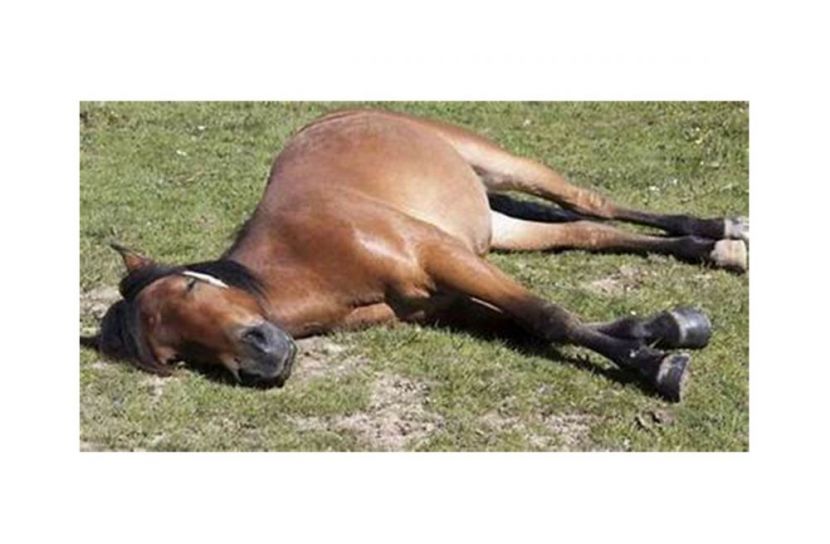 গজারিয়াতে গরু বলে- ১৩ ঘোড়া জবাই, জব্দ করলো জনতা