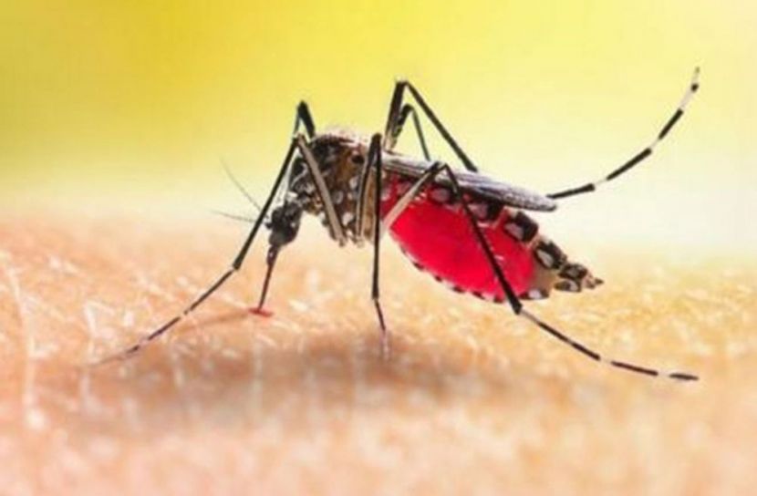 বদলে আরও ভয়ংকর ডেঙ্গু উপসর্গ