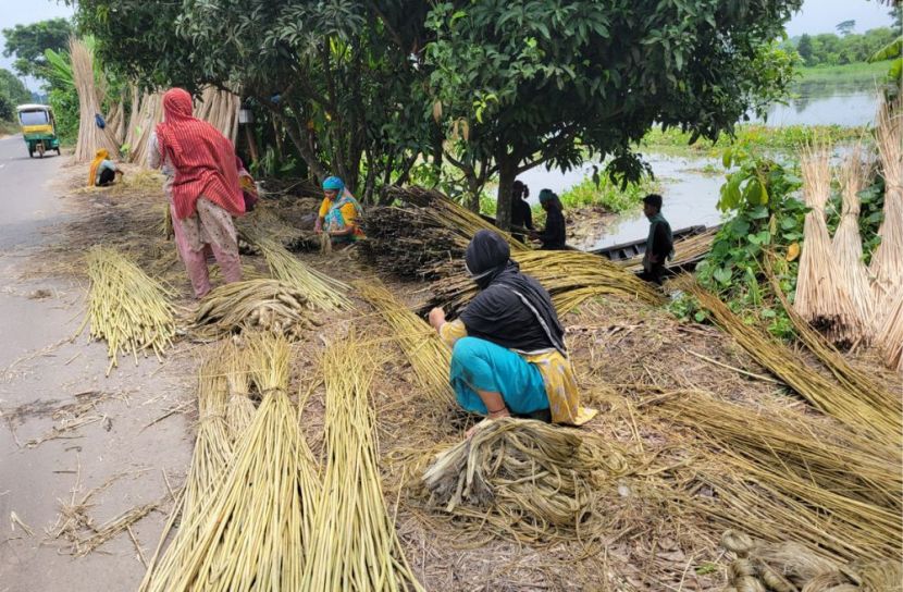 মাদারীপুরে সোনালি আঁশ ঘিরে  কর্মচাঞ্চল্য। ছবি: সান নিউজ