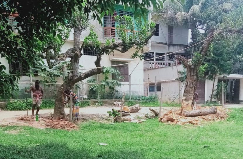 বিনা অনুমতিতে দুই কাঁঠালগাছ কর্তন, টেন্ডার ছাড়াই প্রাচীর নির্মাণের অভিযোগ