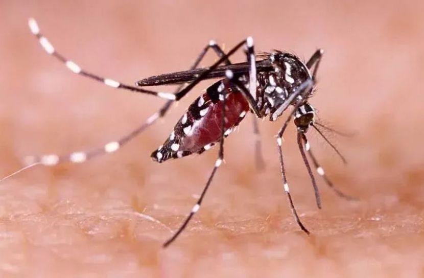 ডেঙ্গুতে আরও ৬ মৃত্যু, প্রাণহানি বেড়ে ২৪৫