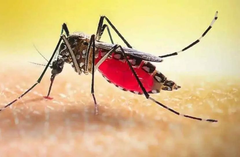 ডেঙ্গুতে আরও ৪ মৃত্যু, আক্রান্ত লাখ ছাড়াল