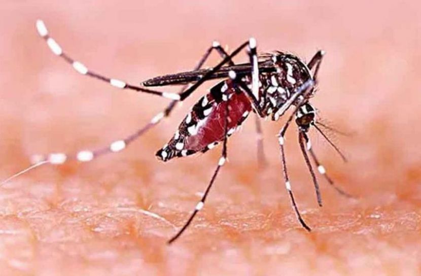 ডেঙ্গু প্রতিরোধে কার্যকর সমাধান উদ্ভাবনের তাগিদ বিজ্ঞান ও প্রযুক্তি মন্ত্রীর