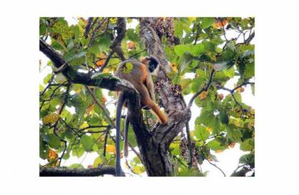 সবুজের অরণ্যে হারিয়ে যাওয়ার ঠিকানা কাদিগড় জাতীয় উদ্যান