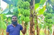 চাকরি হারিয়ে জি-নাইন কলা চাষে ভাগ্যবদল  