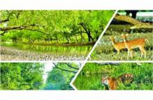 সৌন্দর্যের লীলাভূমি ম্যানগ্রোভ সুন্দরবন